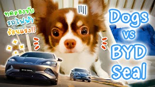 ไปลองขับรถยนต์ไฟฟ้า 🐶🐕 สุดร้อนแรง !! 🚗⚡️ | Dogs vs BYD Seal (Premium & AWD Performance) | doodeeDOGs