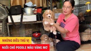 Những Điều Thú Vị Khi Nuôi Chó Poodle Màu Vàng Mơ - Phương Cún TV by Phương Cún TV 357 views 7 months ago 3 minutes, 23 seconds