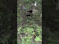 BEAR ATTACKS DOG! #dogs #hunting #bearattack #hounds #wildlife #animals #blackbear #dogwasokayafter