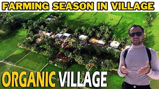 Organic Village In Pakistan - Farming Season In Village Life In Pakistan | Adventure Guy