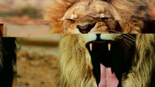 Schock-Vorfall im Marakele National Park: Löwen fressen Safari-Führer (27) bei lebendigem Leib