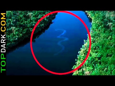 15 Strange Animals Discovered in the Amazon Rainforest