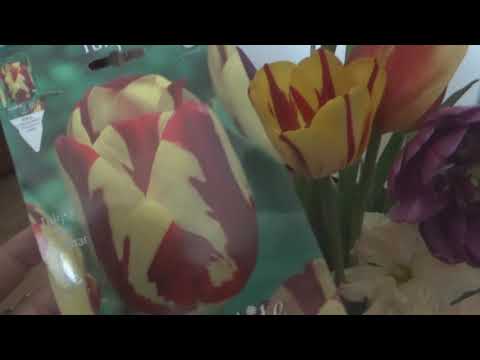 Обзор новых сортов тюльпанов и нарциссов 2018