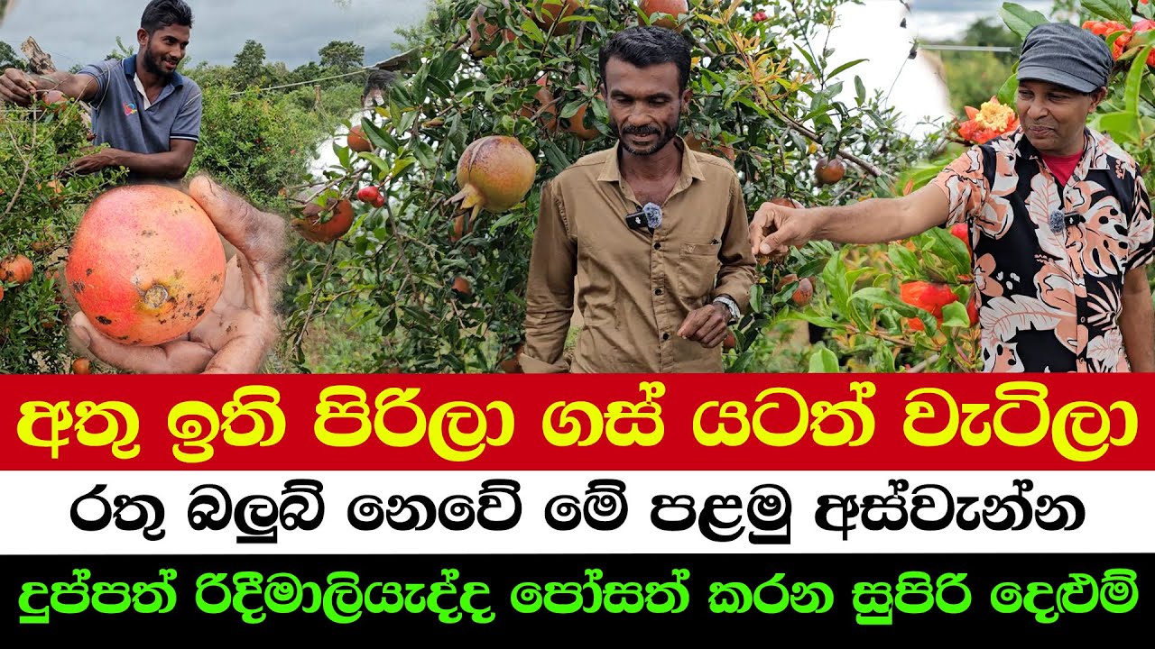 Unbelievable Red Angels Harvest in Sri Lanka | Branches Overloaded – Trees Falling Down