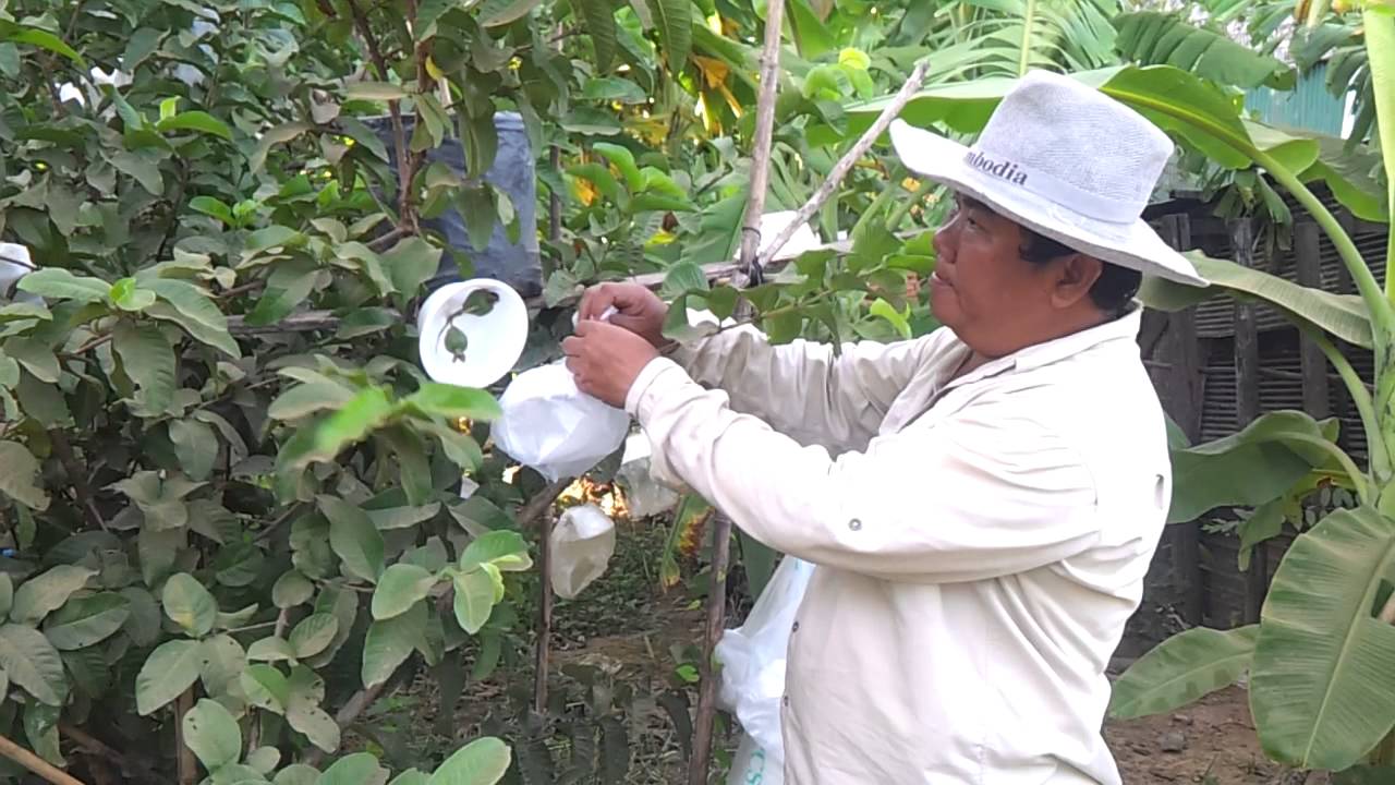 How To Plant Guava YouTube How To Plant Guava YouTube
