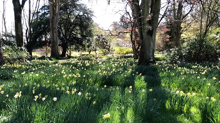 Daffodils at Logie, Kirriemuir [part 2/2]