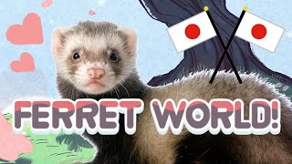 FERRET WORLD!! In Japan!