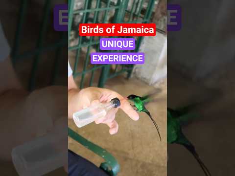 Birds of Jamaica - Doctor Bird Unique Experience