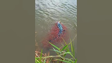 Câu cá lóc mẹ nuôi con mùa mưa #cacconvat #docla #fishing