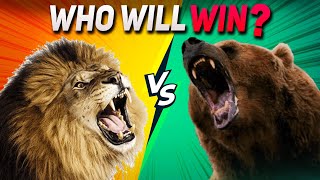 Lion Vs Grizzly Bear- Who is the strongest?