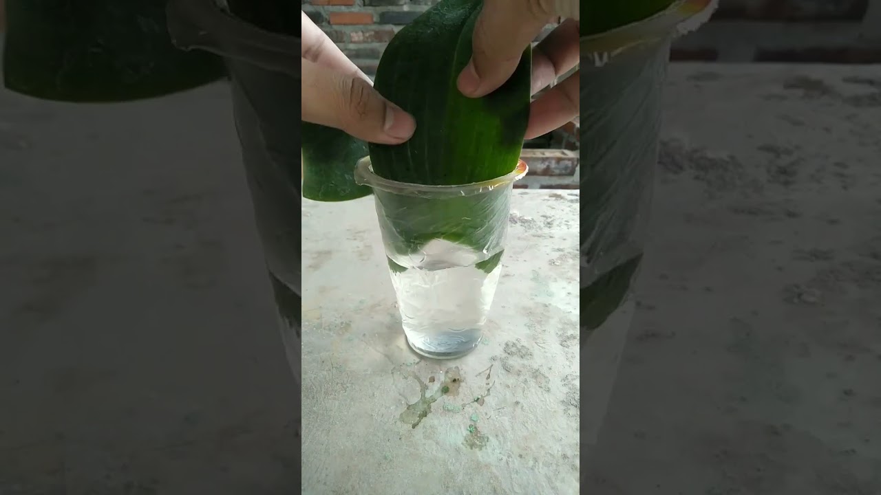 try growing orchids from leaves (16-02-2023)