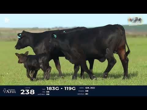 LOTE 238   TAT 183G, 119G F Brangus