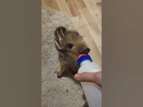 Фантик вернулся - YouTube