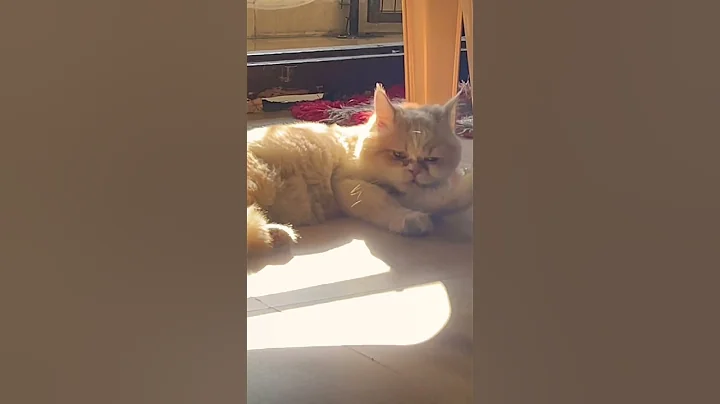 Video 11682611: persiancat cat funny
