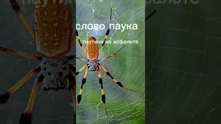 слово паука паутина на асфальте #пжактив #словопацана