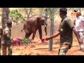 Elephant treatment         