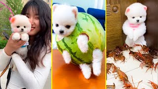 Cute Pomeranian Puppies Doing Funny Things #16 | Cute and Funny Dogs