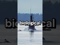 "The US Navy has 70 combat dolphins deployed right now and nobody talks about it" #military #shorts