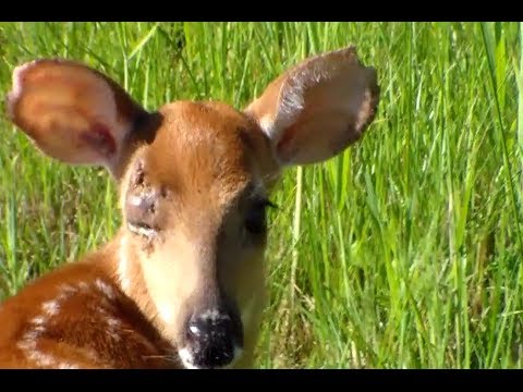 Download Tiny baby deer lost her eye - YouTube