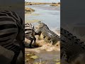Zebra Escapes a Crocodile Attack at the River 😱 #shorts
