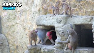 Mom Checking Baby Monkey - Part Ii