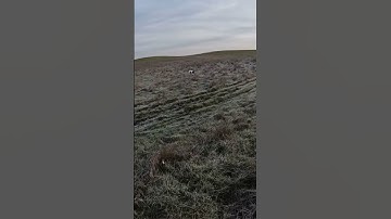 This bird would not hold! #pheasanthunting #pheasants #hunting #gsp #huntingdog #hunters #gundog