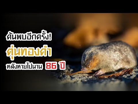 ค้นพบ ‘ตุ่นทองคำ’ หลังสูญหายไปนาน 86 ปี #สัตว์โลกน่ารัก