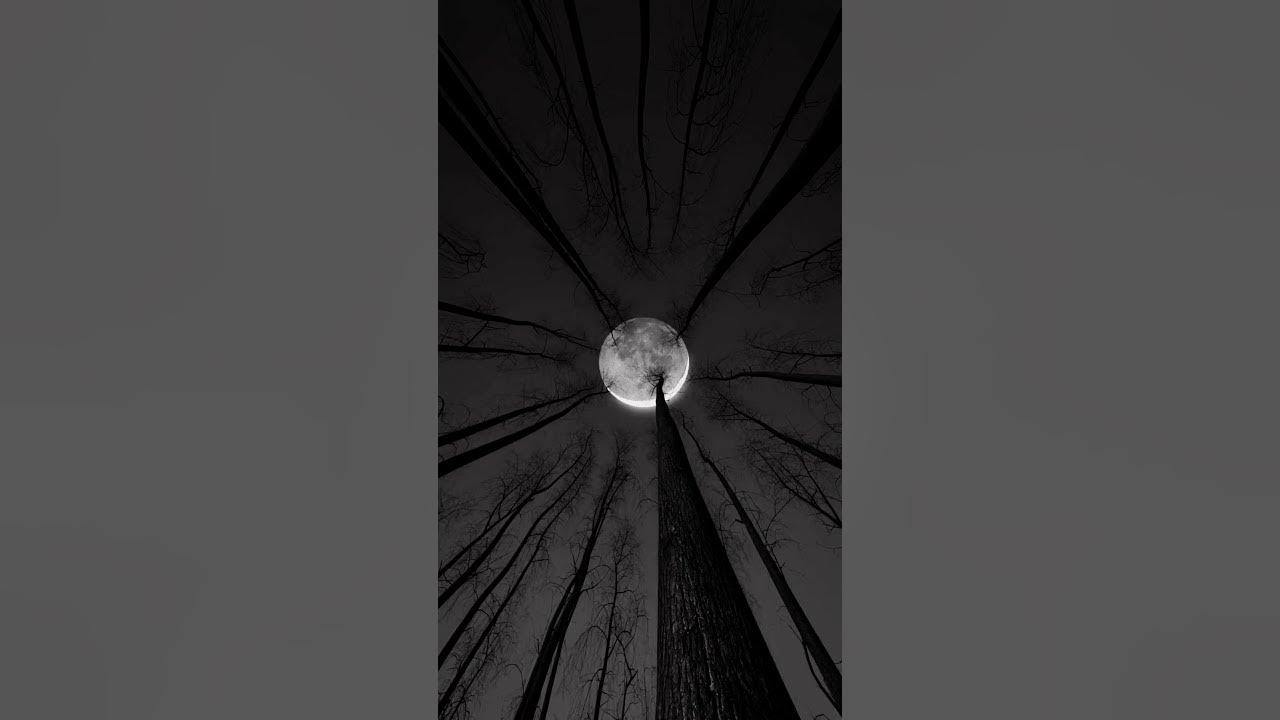 Horror night in the jungle when it is full moon | #haunted #scary #fullmoon #travel #journey #viral