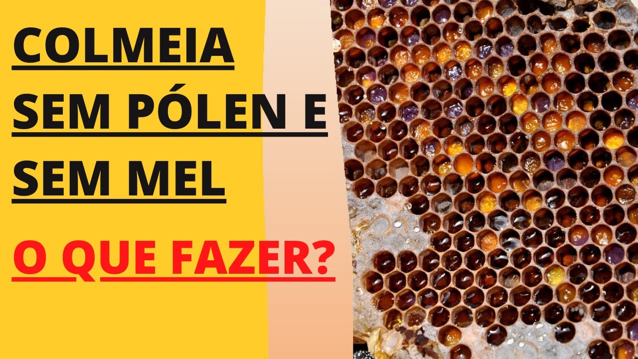 BEEKEEPER definição e significado