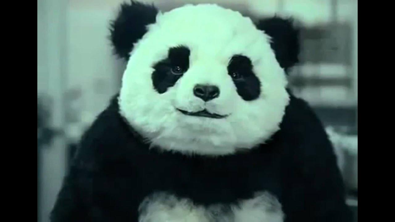 Очковая панда. День панды. Медведь панда. Спящий панда. Маленькая панда.