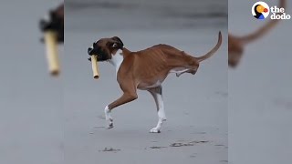 Dog Who Lost His Back Legs Refuses To Stop Playing | The Dodo