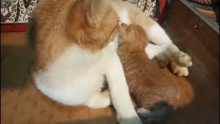 2 week old baby kitten is breastfeeding its mother