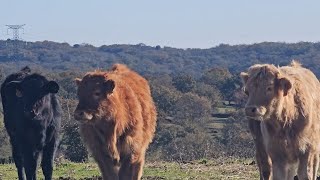 Mañana de animalillos 😉👍