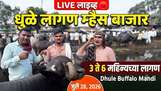 धुळे लागण म्हैस बाजार live 🔴 28 जुलै 2026 Dhule Buffalo Mandi 3 ते 6 महिन्याच्या लागण #buffalo 