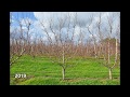 Demo 6. Nectarine Autumn Bright Palmette Demonstration 2015-2020