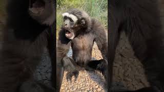 Woahoowaahhooo #animals #funny #cute #monkey