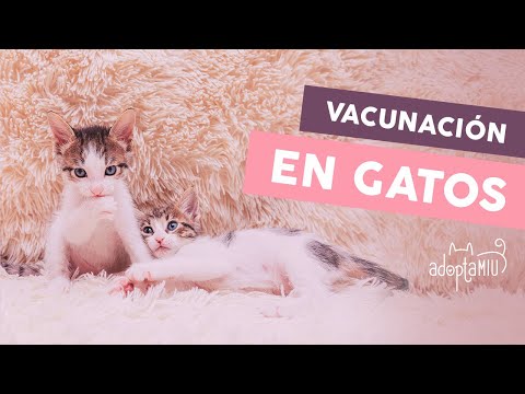 Vacunas Para Gatos hqdefault