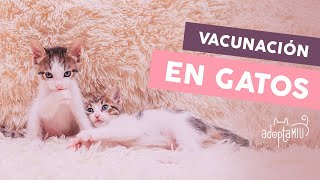 Vacunas Para Gatos