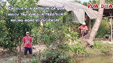 Vua Dừa Miền Tây//Cây dừa xưa xát hầm cá quá nhiều tàu vua dừa trèo dừa những ngày về cuối năm