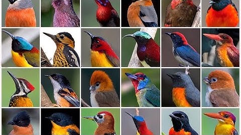BIRD SORT COLOR PUZZLE🧩 GAME🎮VIDEOS🎥❤😍🥳👌👍🎊🎉🎁🐦🦜🦢🦩🦃🐓🦤