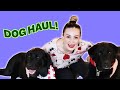 All The Things I’ve Bought My New Guide Dog! (ft. Gallop, Bennix, & Lavender!)