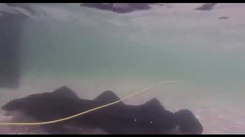 The Velox robot can move through the water and over sand, pebbles, snow, ice, and other solid ground