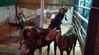 Vidisha goat farm