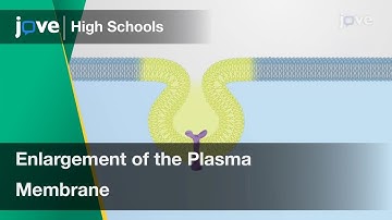 Enlargement of the Plasma Membrane | Cell Bio | Video Textbooks - Preview