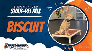 SharPei Mix, 6 Months, Biscuit | Best Dog Trainers Northern VA,  | Off Leash K9
