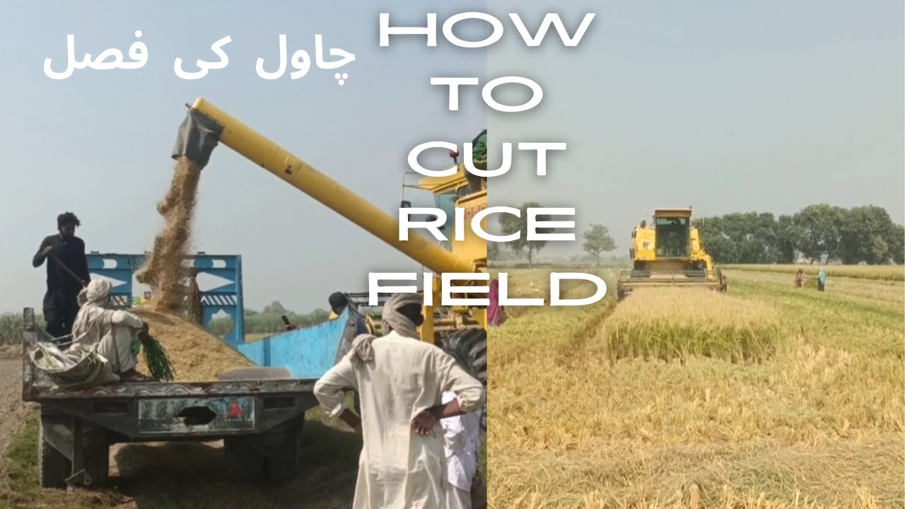 how to cut rice fields|rice|chawal ki fasal Kaise utare|🌾🌾🌾🍚|Bhai hamza ...