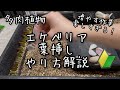 【多肉植物】エケベリアの葉挿しやり方解説