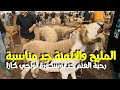 اجي تشوف أثمنة الحولي الصردي والبركي من سوق الغنم حد بوسكورة نواحي الدارالبيضاء - اثمنة مناسبة