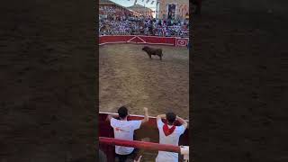 Pedazo de salto de TORO BRAVO