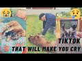 Tiktoks that will make you cry  pet loss and grief